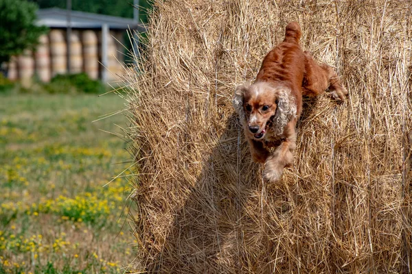 Köpek Yavrusu Saman Atlama Sana Bakarken Spanyel — Stok fotoğraf