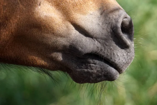 馬の目の詳細に多くのハエ ハエをクローズ アップ — ストック写真