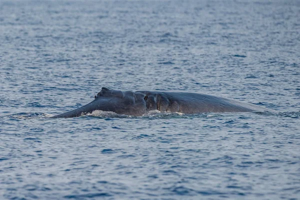 Pinna Balena Danneggiata Barca Segno Elica Collisione Sul Corpo — Foto Stock