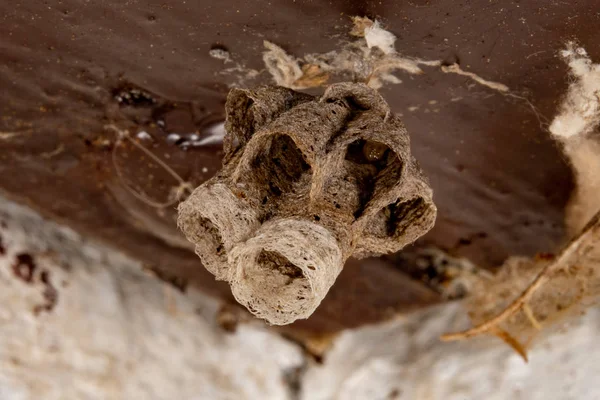 Wasp Nest Macro Detail Close — Stock Photo, Image