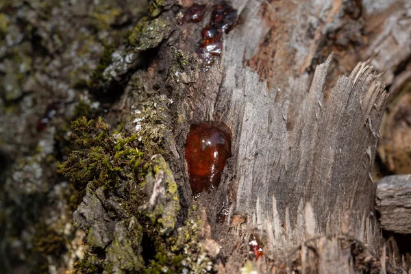 Baum Naturharz Nahaufnahme Makro — Stockfoto