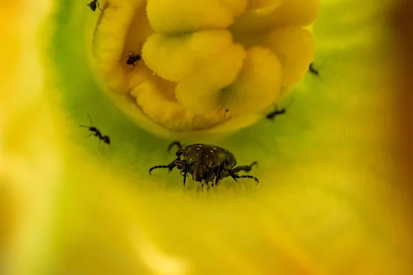 Karıncalar Kabak Çiçeği Makrosu Içinde Beatle Saldırıyor — Stok fotoğraf