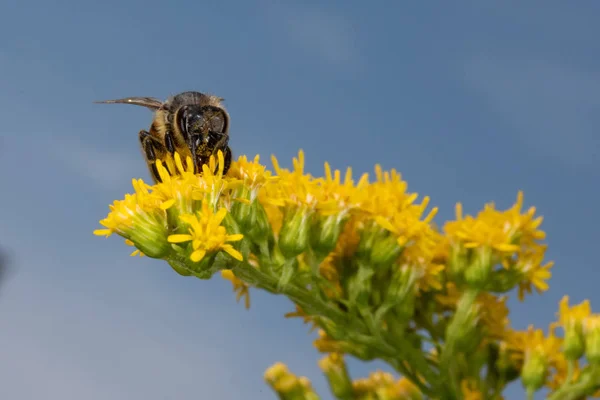 Abeille Collecte Pollen Sur Fleur Jaune Macro Détail — Photo