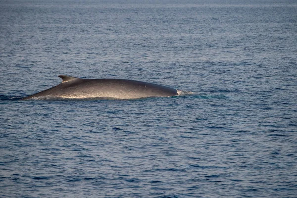 Fin Whale Espécie Ameaçada Extinção Rara Para Ver Mar Mediterrâneo — Fotografia de Stock