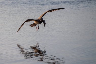 Kristal su baja California'deki/daki balık yakalamak martı