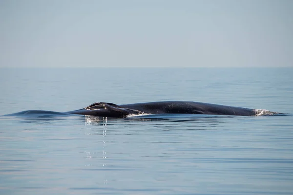 Blauwal Das Größte Tier Der Welt Meter Lang — Stockfoto