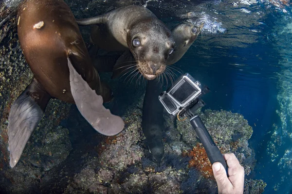 水中カメラとカメラマンに来て海のライオン シール — ストック写真