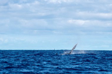 Kambur balina fin Pasifik Okyanusu Moorea Fransız Polinezyası