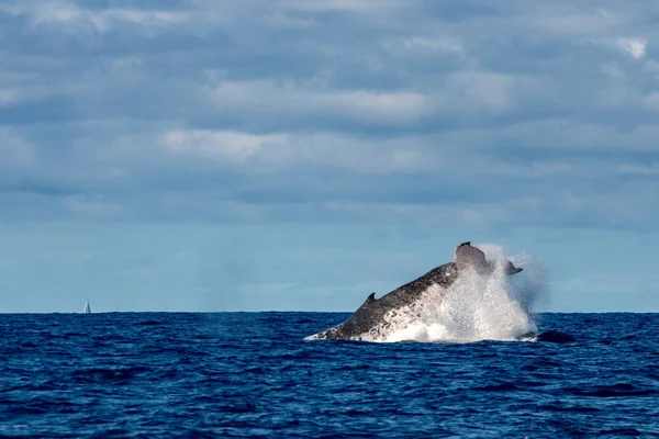 ザトウクジラ尻尾ビンタ スプラッシュ太平洋モーレア島フランス領ポリネシア — ストック写真