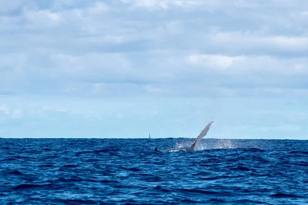 Humpback Balena Pinna Nell Oceano Pacifico Moorea Polinesia Francese — Foto Stock