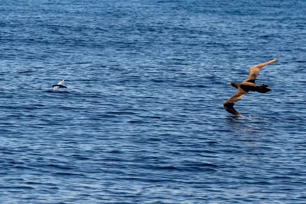 Brown Booby Gannet Persiguiendo Pez Volador Polinesia Francesa —  Fotos de Stock