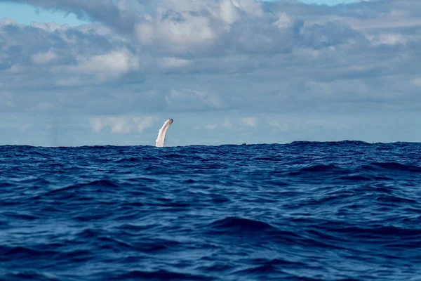 Buckelwal Flosse Pazifik Moorea Französisch Polynesien — Stockfoto