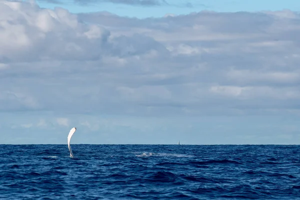 Aleta Ballena Jorobada Océano Pacífico Moorea Polinesia Francesa —  Fotos de Stock