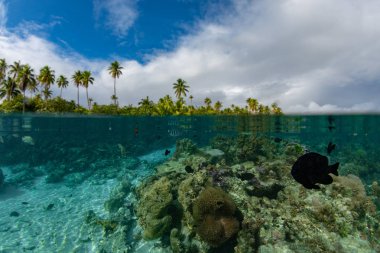 Fransız Polinezyası turkuaz su gölünde snorkeling