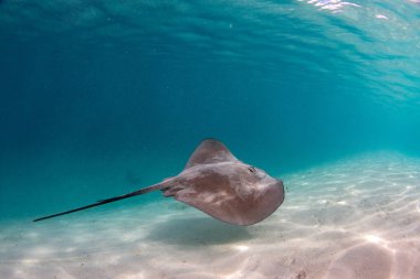 ile Fransız Polinezyası Stingray Dalış