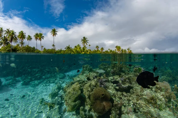 Snorkling Franska Polynesien Turkost Vatten Lagoon — Stockfoto