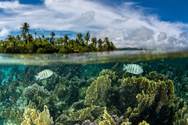 Fransız Polinezyası turkuaz su gölünde snorkeling