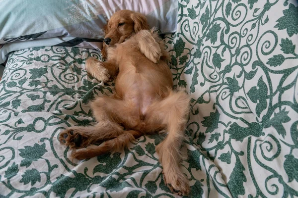 Αξιολάτρευτο Κουτάβι Σκυλί Κόκερ Σπάνιελ Κοιμάται Στον Καναπέ Κρεβάτι — Φωτογραφία Αρχείου