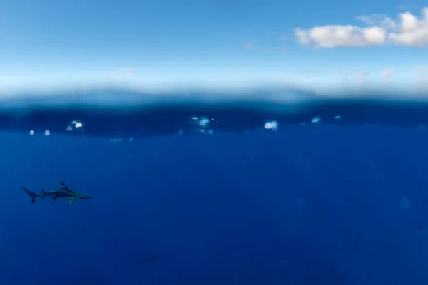 Tauchen Mit Schwarzspitzenhai Unter Wasser Französisch Polynesien — Stockfoto