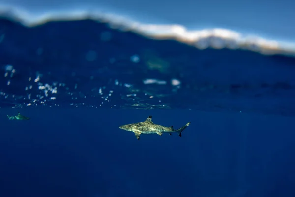 Nurkowanie Black Shark Końcówki Pod Wodą Polinezja Francuska — Zdjęcie stockowe