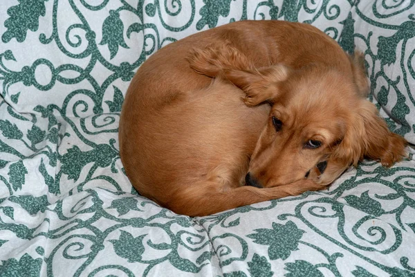 Adorable Cachorro Perro Cocker Spaniel Durmiendo Sofá Sofá — Foto de Stock