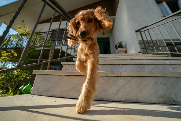 子犬犬コッカー スパニエルの肖像画階段からを下って行く中 — ストック写真