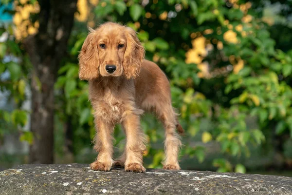 子犬犬コッカー スパニエルの肖像画緑の草背景 — ストック写真