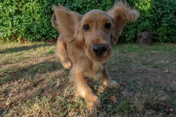 Puppy Hond Cocker Spaniel Uitgevoerd Groen Gras — Stockfoto