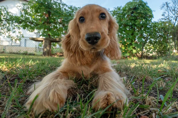 子犬犬コッカー スパニエルの肖像画緑の草背景 — ストック写真