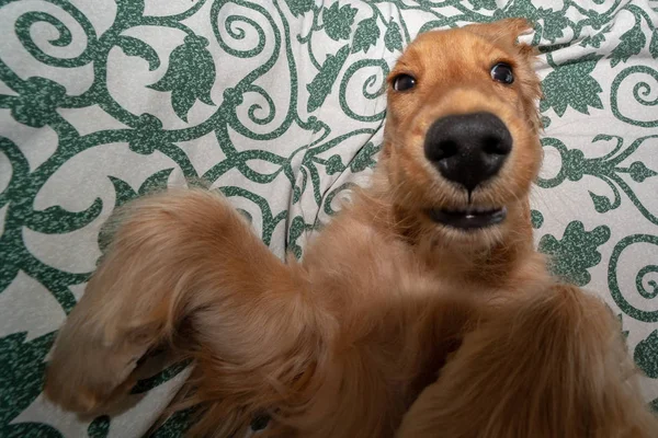 Adorável Cachorro Cocker Spaniel Cão Dormindo Sofá Sofá — Fotografia de Stock