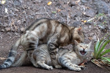 Çiftleşme kedi portre kadar kapatın