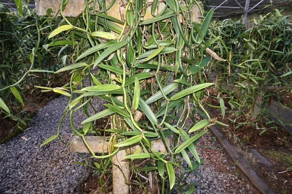 Vanille 在法国波利尼西亚的最大的种植在世界上 — 图库照片
