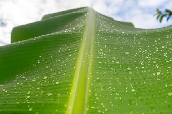 banana tree leaf after the rain in french polynesia