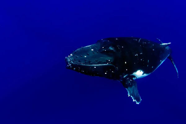 Humpback Whale Underwater Pacific Ocean Moorea French Polynesia Isolated Blue — Stock Photo, Image