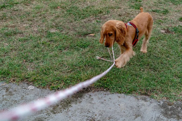 Szczeniak Pies Cocker Spaniel Grając Liny — Zdjęcie stockowe