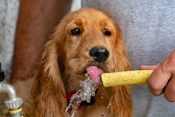 Törstig Hundvalp Cocker Spaniel Medan Dricksvatten — Stockfoto