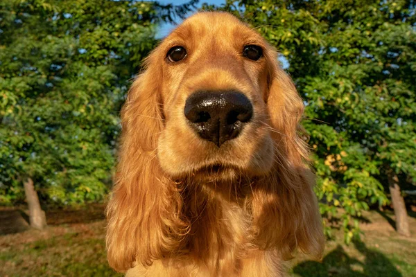 Cachorro Cão Cocker Spaniel Retrato Verde Grama Fundo — Fotografia de Stock