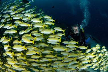 diver inside school of yellow Snapper Lutjanidae while diving maldives clipart