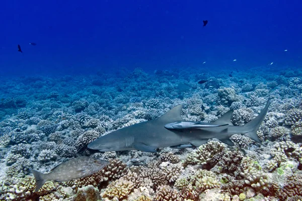 Tiburón Limón Viene Usted Mientras Bucea Polinesia Francesa — Foto de Stock