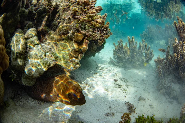 Eel Mooray Εσωτερικη Πορτρέτο Καταδύσεις Πολυνησία — Φωτογραφία Αρχείου