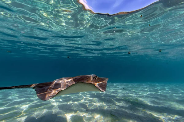 sting ray in moorea french polynesia