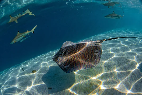 Sharkr Sting Ray Moorea Frans Polynesië — Stockfoto