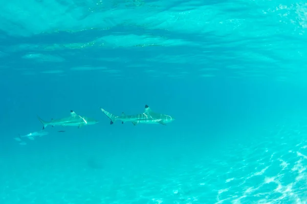 Tauchen Mit Schwarzspitzenhai Unter Wasser Französisch Polynesien — Stockfoto