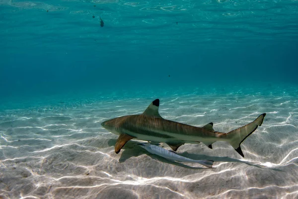 Diving Black Tip Shark Underwater French Polynesia — Stock Photo, Image