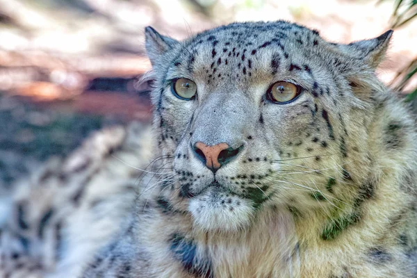 Leopardo Nieve Cerca Retrato Mientras Mira — Foto de Stock