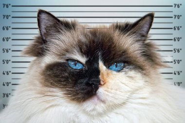 Mavi gözlü beyaz ve siyah ragdoll kedi portre polis mugshot sıraya girin