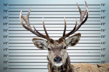 Geyik polis mugshot hattı