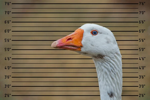 Goose Isolerade Närbild Porträtt Oon Polisen Mugshot Radas Upp — Stockfoto