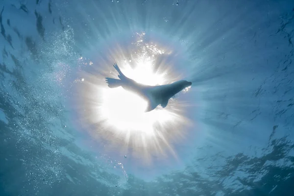 Silhueta Foca Leão Marinho Sol Subaquático — Fotografia de Stock