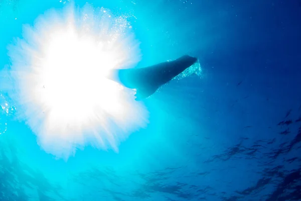 Sylwetka Foka Uchatka Słońcu Pod Wodą — Zdjęcie stockowe